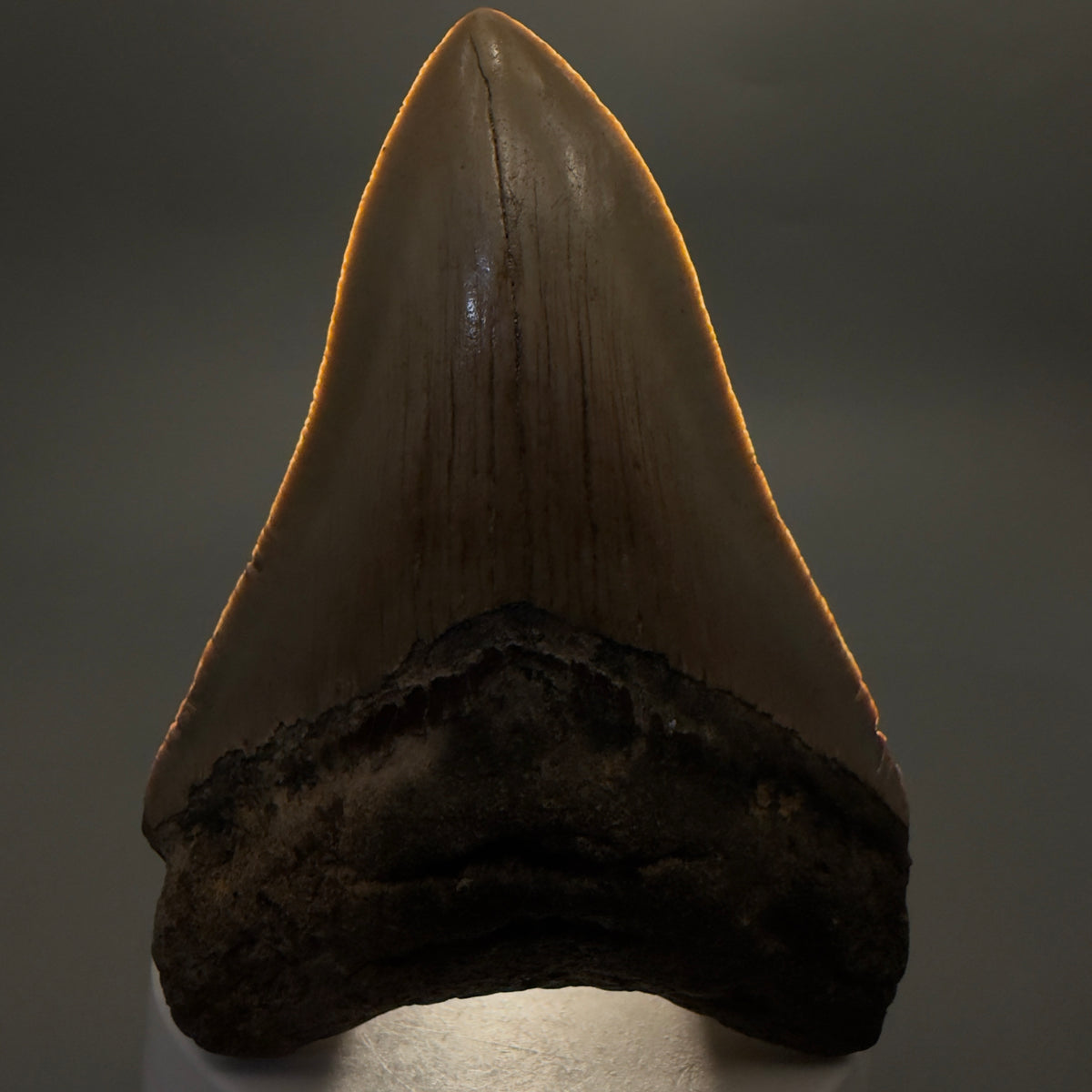 Front View Colorful 3.68" Fossil Megalodon Tooth from North Carolina - megalodonteeth.com CM6639 - 1