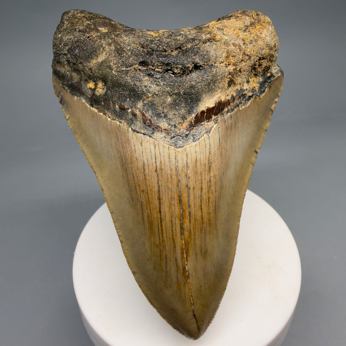 Front View Colorful 3.68" Fossil Megalodon Tooth from North Carolina - megalodonteeth.com CM6639 - 2