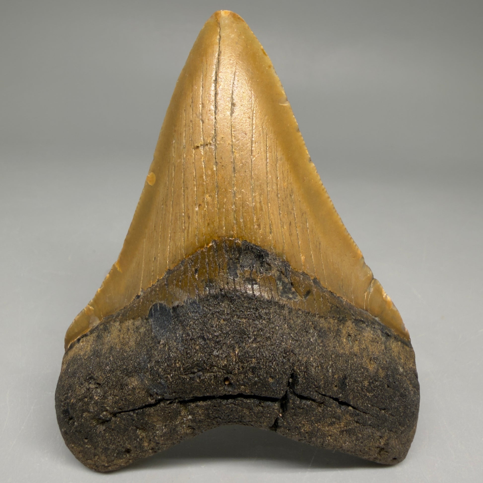 Front View Colorful 3.69" Fossil Megalodon Tooth from North Carolina - megalodonteeth.com CM6509