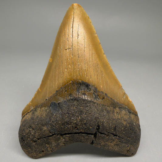 Front View Colorful 3.69" Fossil Megalodon Tooth from North Carolina - megalodonteeth.com CM6509