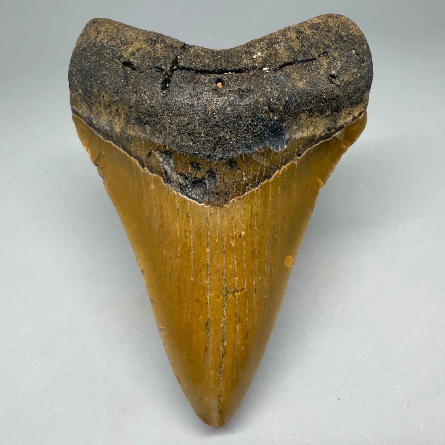 Front View Colorful 3.69" Fossil Megalodon Tooth from North Carolina - megalodonteeth.com CM6509 - 1