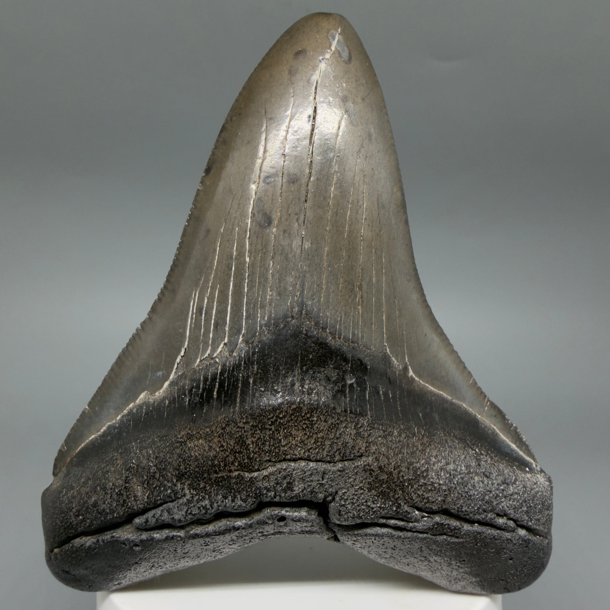 Front View Colorful 3.69" Fossil Megalodon Tooth from South Carolina CM6406