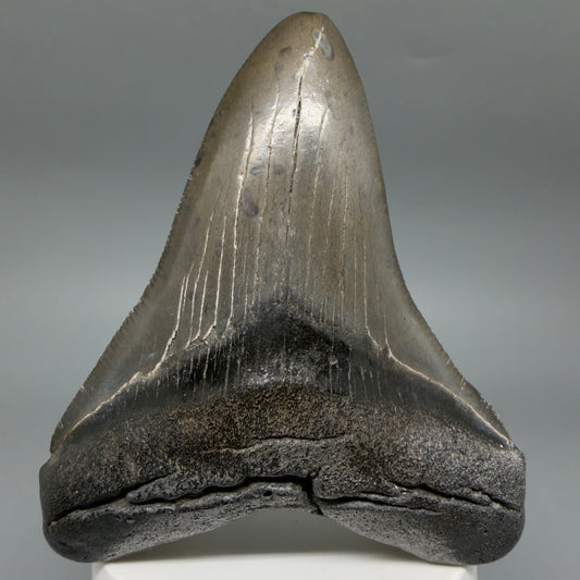 Front View Colorful 3.69" Fossil Megalodon Tooth from South Carolina CM6406