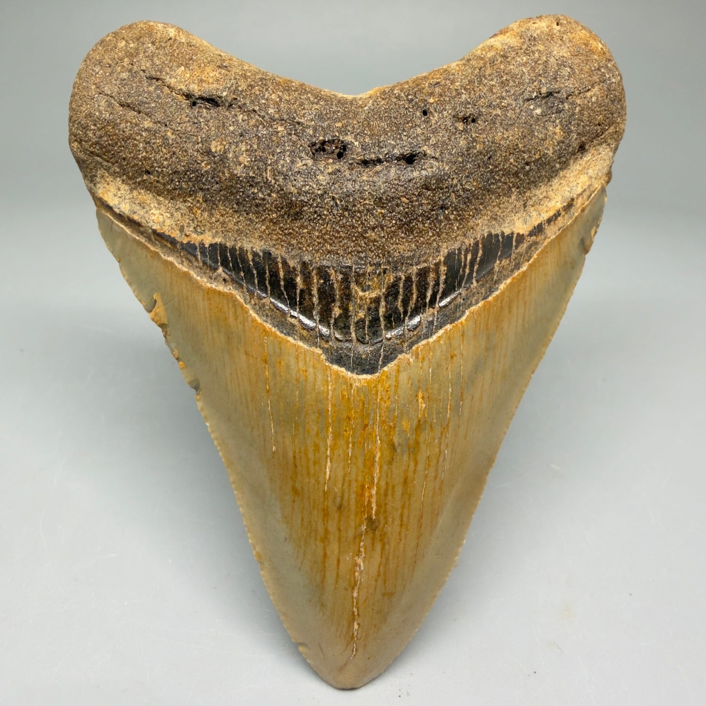 Front View Colorful 3.70" Fossil Megalodon Tooth from North Carolina - megalodonteeth.com CM5732