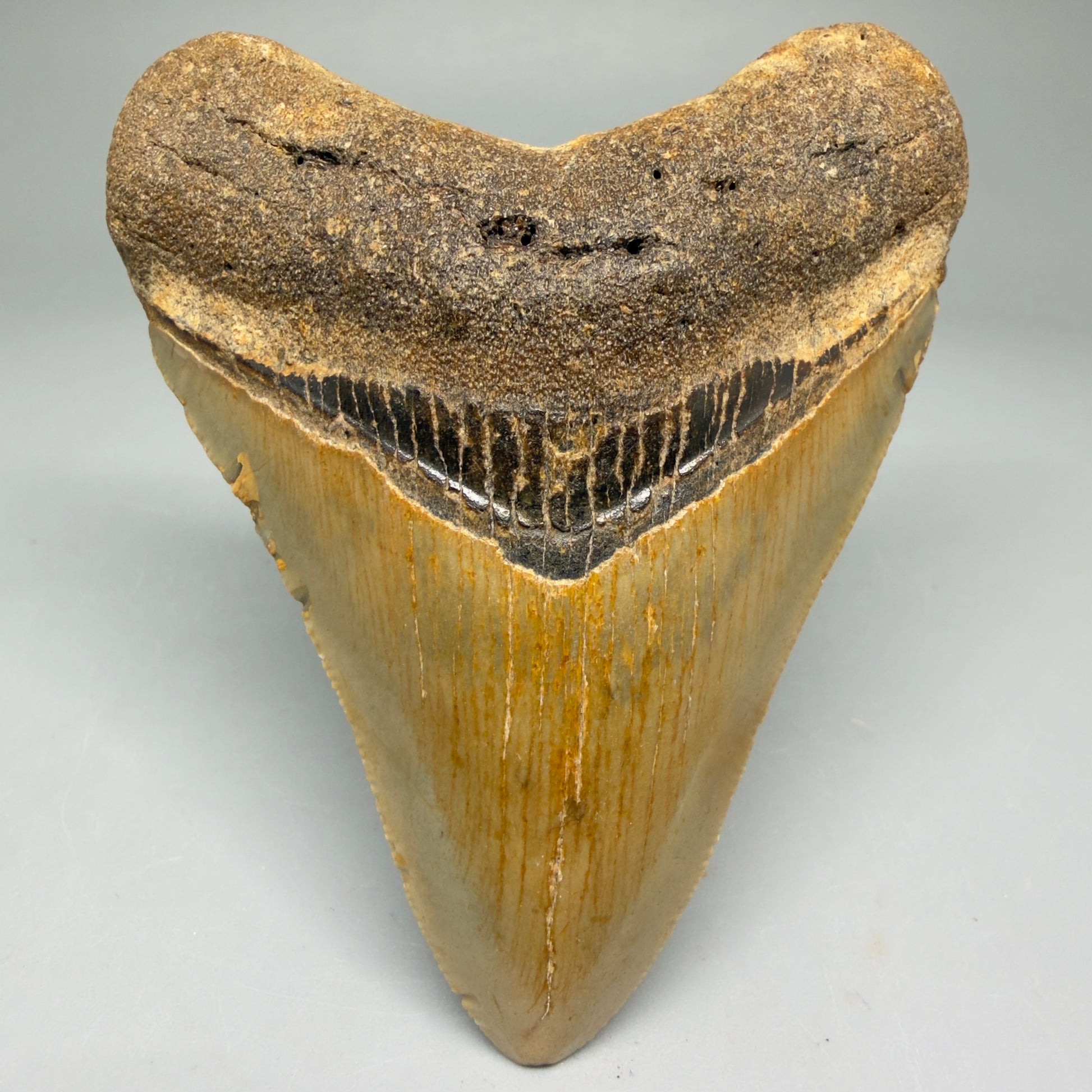 Front View Colorful 3.70" Fossil Megalodon Tooth from North Carolina - megalodonteeth.com CM5732