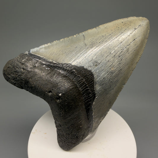 Front View Colorful 3.71" Fossil Megalodon Tooth from North Carolina - megalodonteeth.com CM5614 
