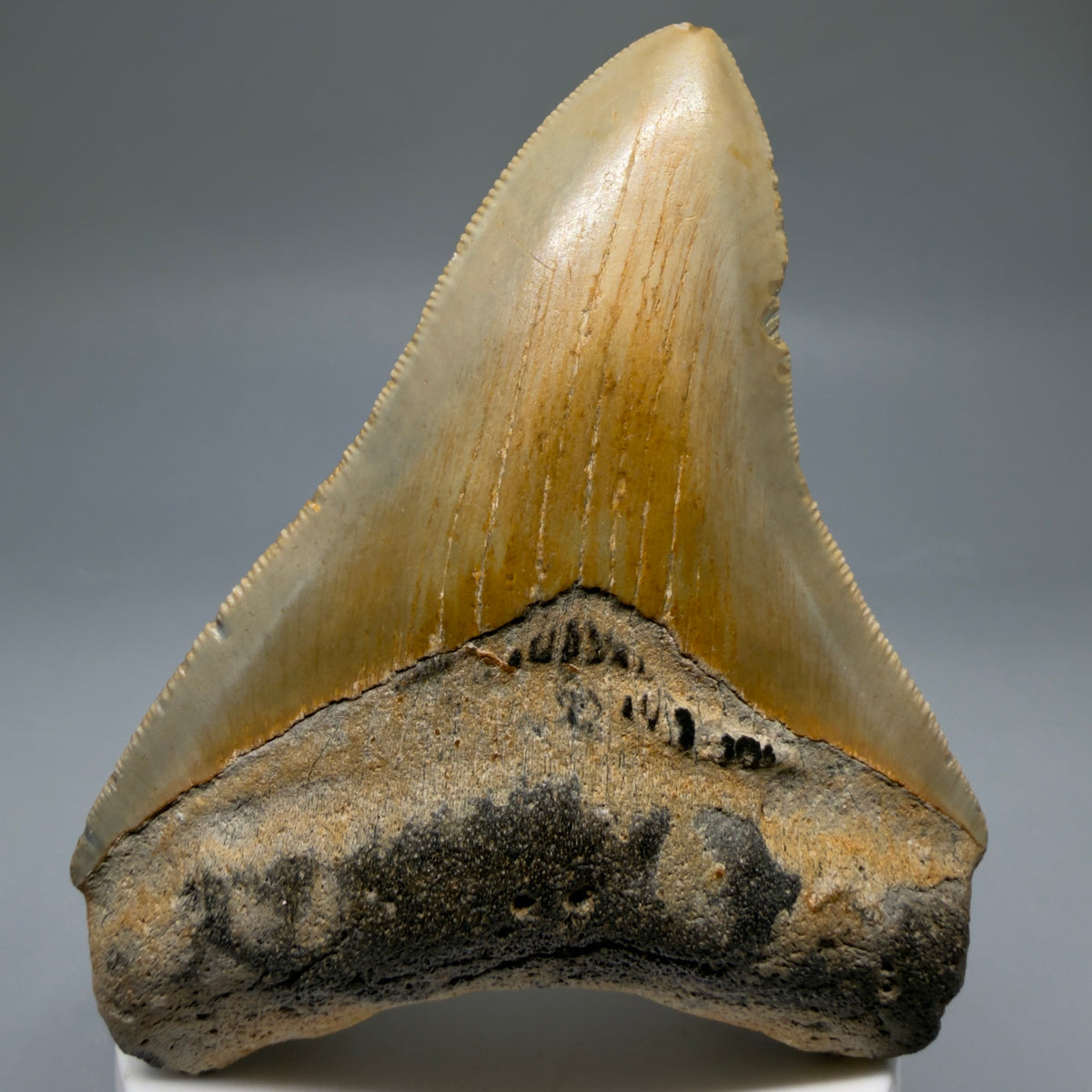 Front View Colorful 3.71" Fossil Megalodon Tooth from North Carolina - megalodonteeth.com CM6771