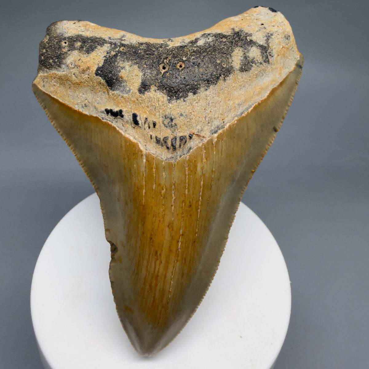 Front View Colorful 3.71" Fossil Megalodon Tooth from North Carolina - megalodonteeth.com CM6771 - 1