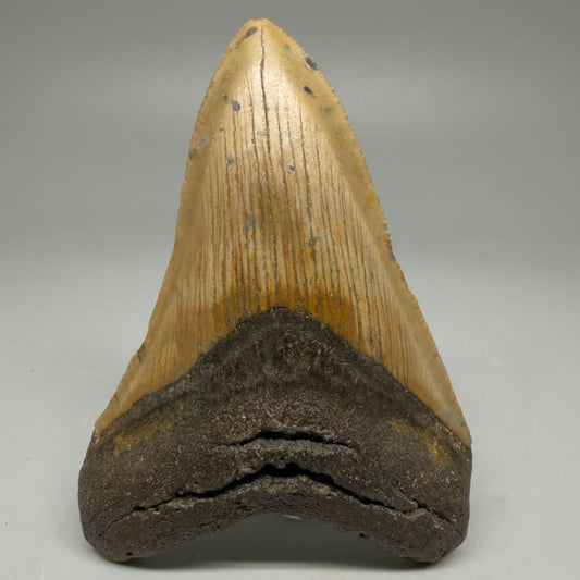 Front View Colorful 3.72" Fossil Megalodon Tooth from North Carolina - megalodonteeth.com CM5877