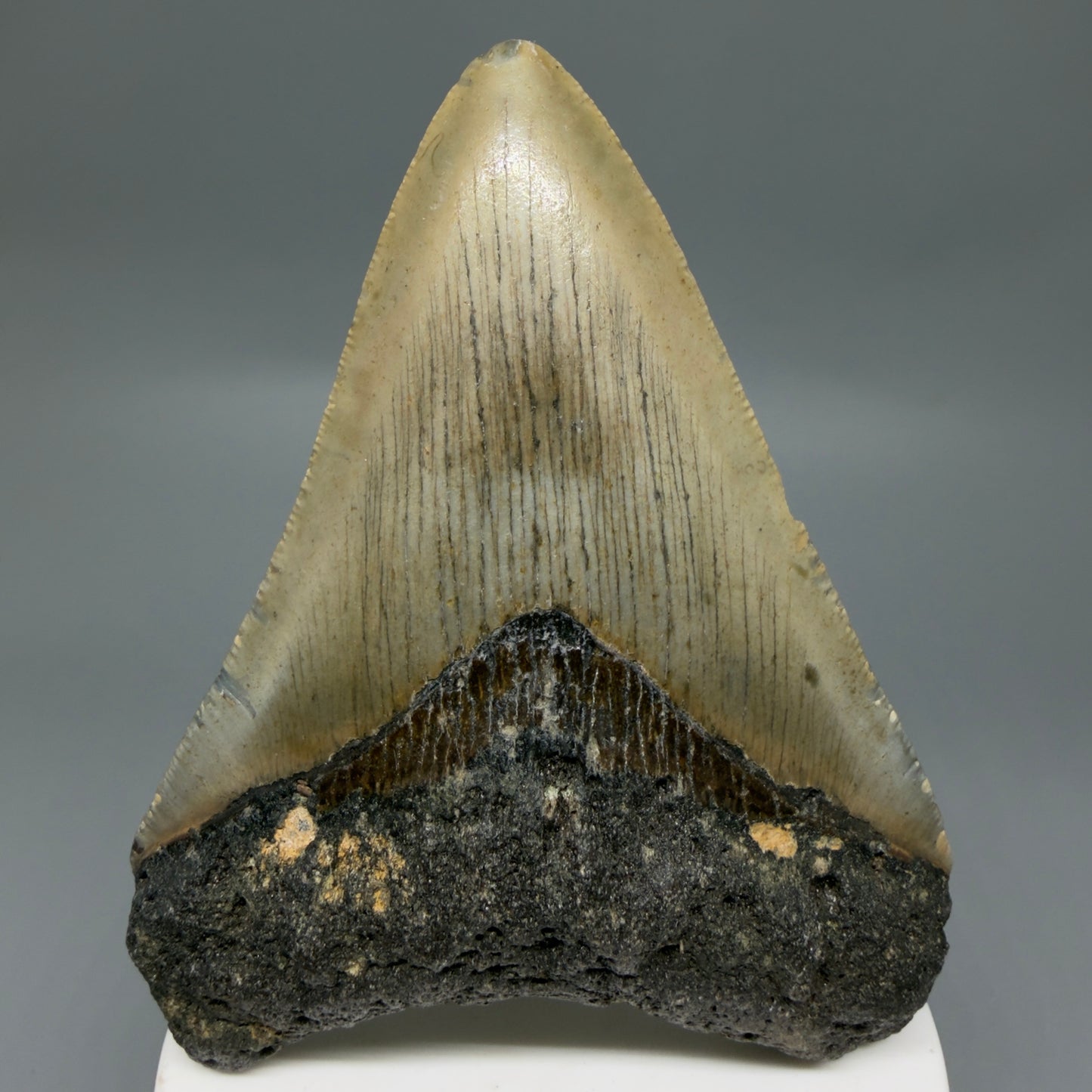Front View Colorful 3.72" Fossil Megalodon Tooth from North Carolina - megalodonteeth.com CM6305