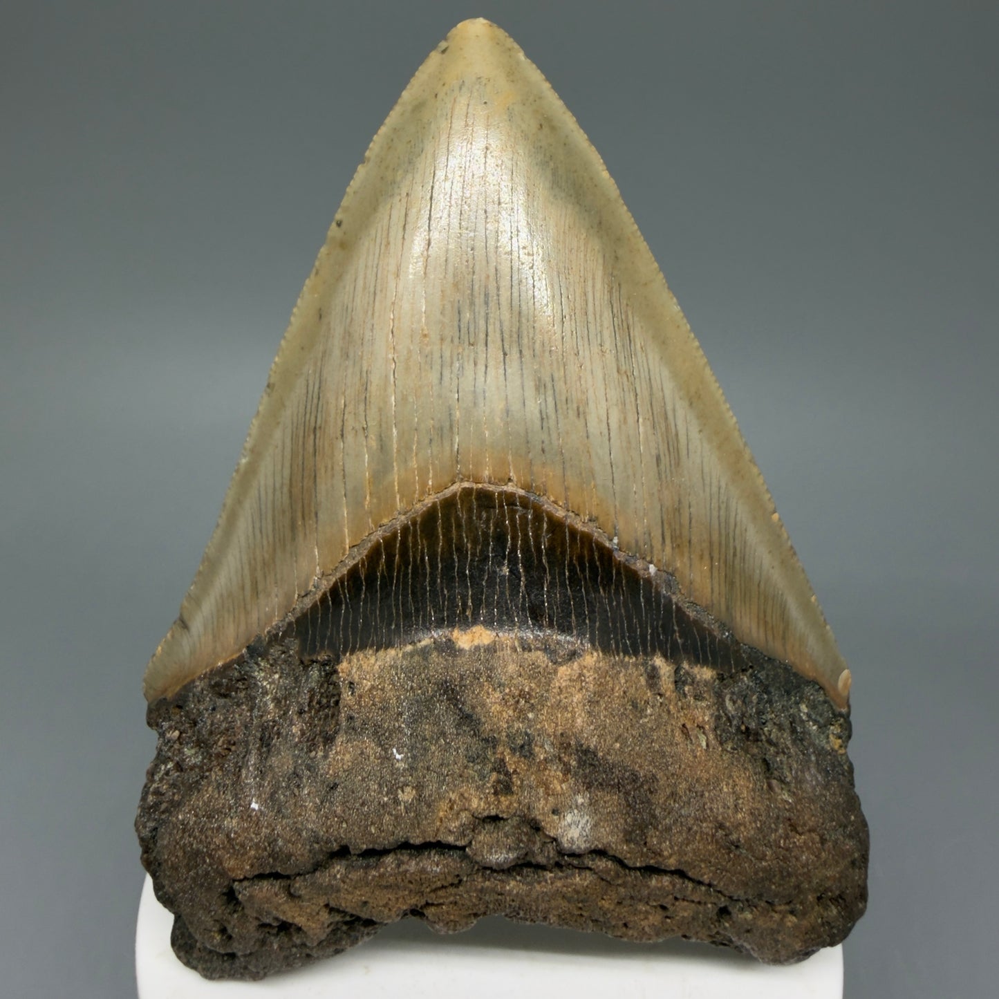 Front View Colorful 3.73" Fossil Megalodon Tooth from North Carolina - megalodonteeth.com CM6047