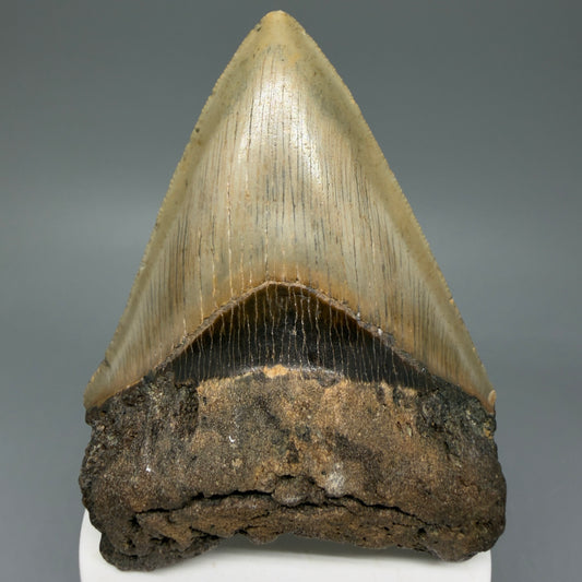 Front View Colorful 3.73" Fossil Megalodon Tooth from North Carolina - megalodonteeth.com CM6047