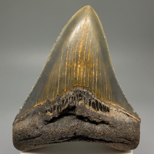 Front View Colorful 3.74" Fossil Megalodon Tooth from North Carolina - megalodonteeth.com CM5615 