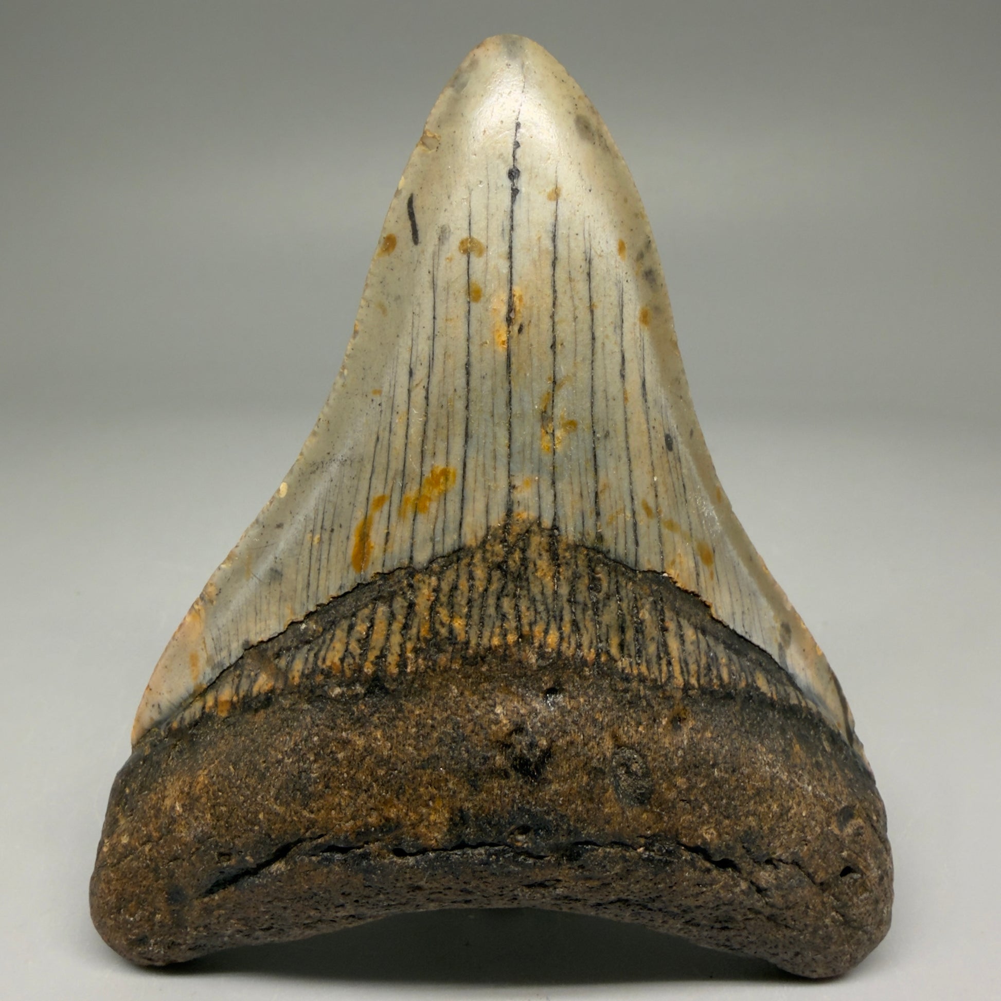Front View Colorful 3.74" Fossil Megalodon Tooth from North Carolina - megalodonteeth.com CM5733