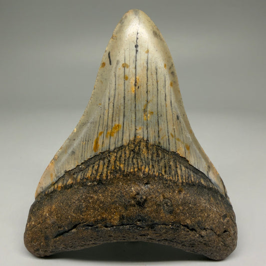 Front View Colorful 3.74" Fossil Megalodon Tooth from North Carolina - megalodonteeth.com CM5733