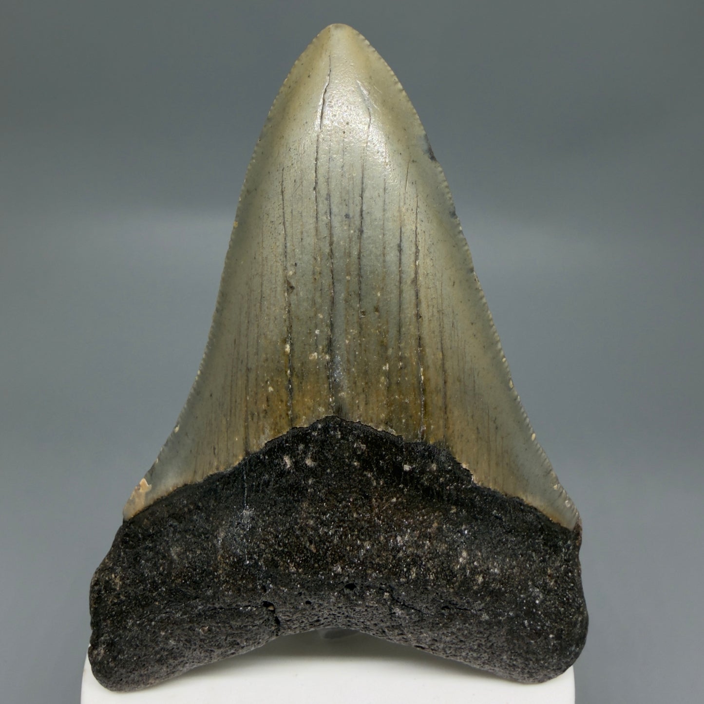 Front View Colorful 3.74" Fossil Megalodon Tooth from North Carolina - megalodonteeth.com CM6304