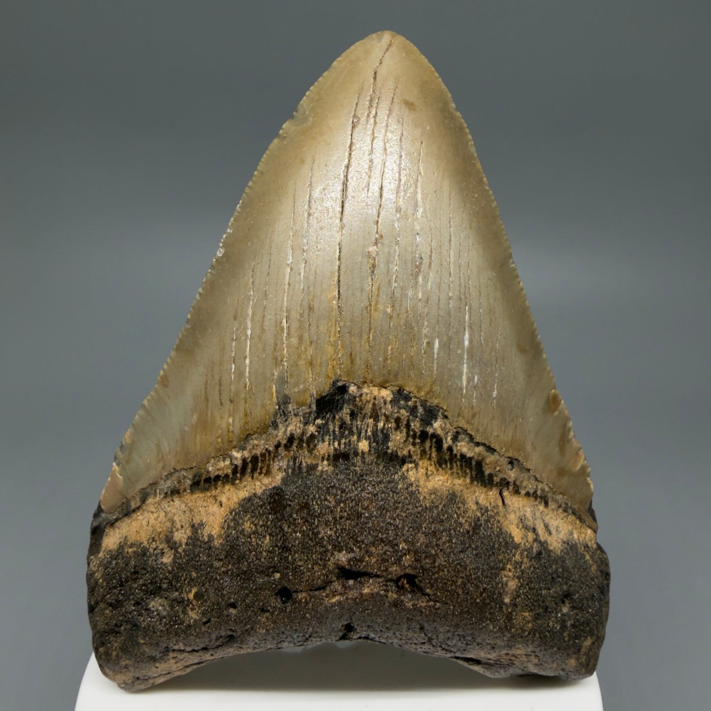 Front View Colorful 3.75" Fossil Megalodon Tooth from North Carolina - megalodonteeth.com CM6242