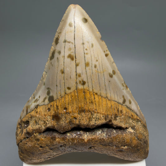 Front View Colorful 3.77" Fossil Megalodon Tooth from North Carolina - megalodonteeth.com CM6645