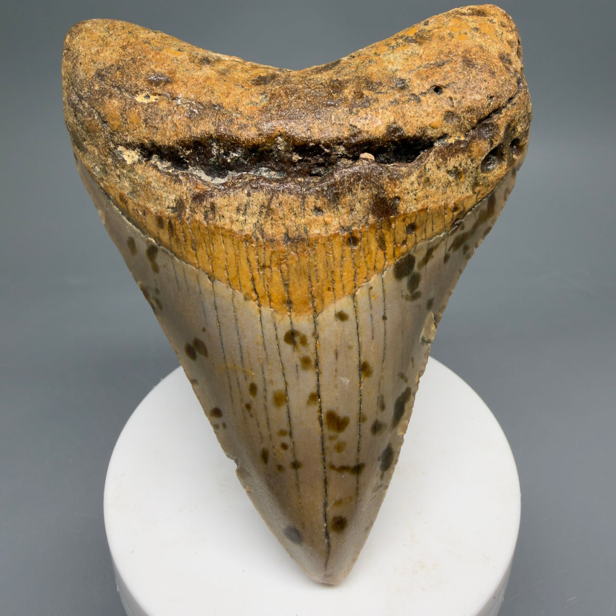 Front View Colorful 3.77" Fossil Megalodon Tooth from North Carolina - megalodonteeth.com CM6645 - 1