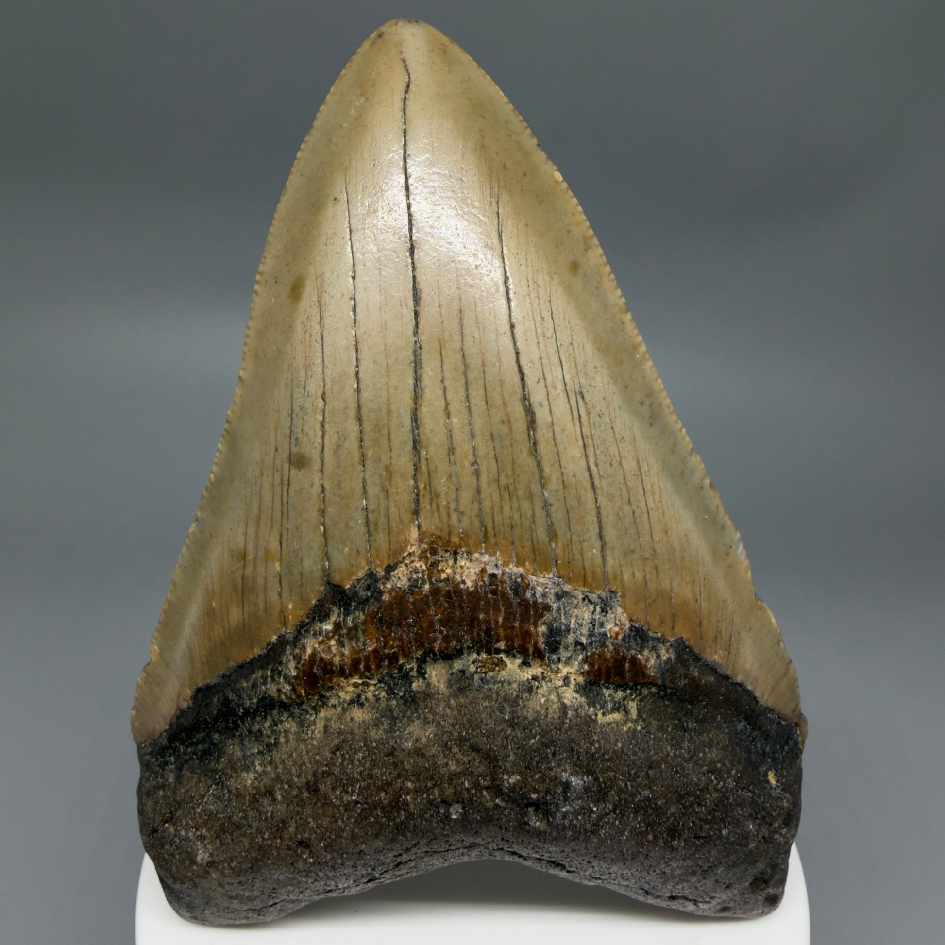 Front View Colorful 3.77" Fossil Megalodon Tooth from North Carolina - megalodonteeth.com MC6364