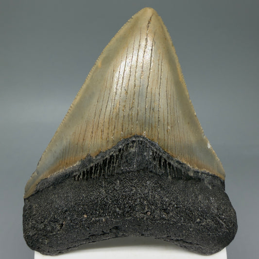 Front View Colorful 3.78" Fossil Megalodon Tooth from North Carolina - megalodonteeth.com 