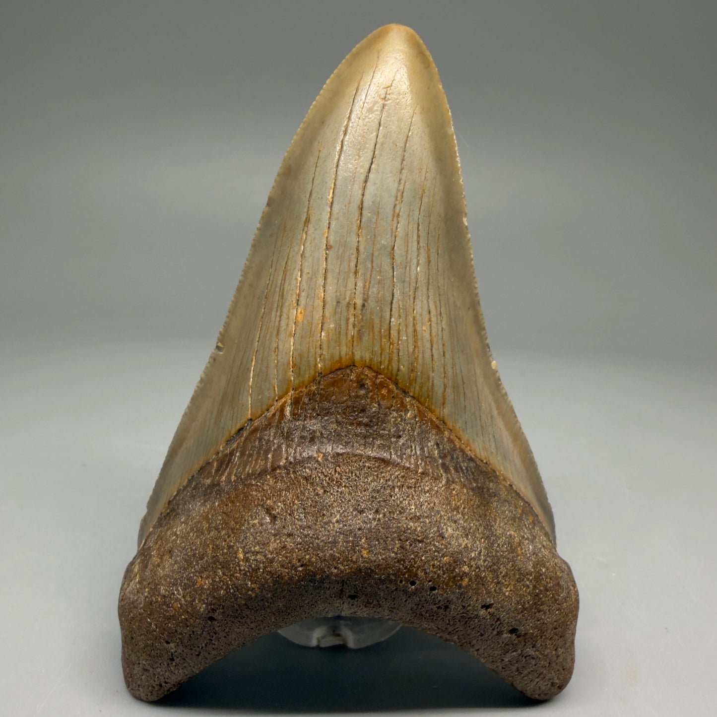 Front View Colorful 3.78" Fossil Megalodon Tooth from North Carolina - megalodonteeth.com CM5730