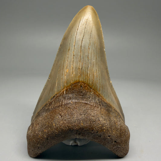 Front View Colorful 3.78" Fossil Megalodon Tooth from North Carolina - megalodonteeth.com CM5730