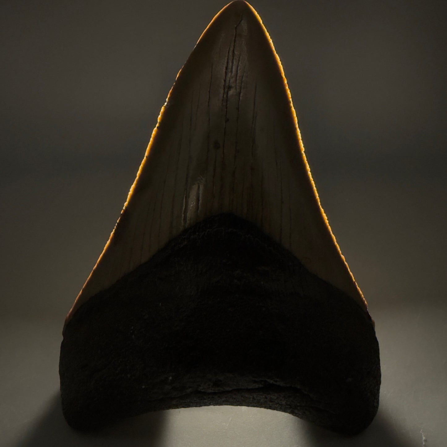 Front View Colorful 3.78" Fossil Megalodon Tooth from North Carolina - megalodonteeth.com CM6510 - 1