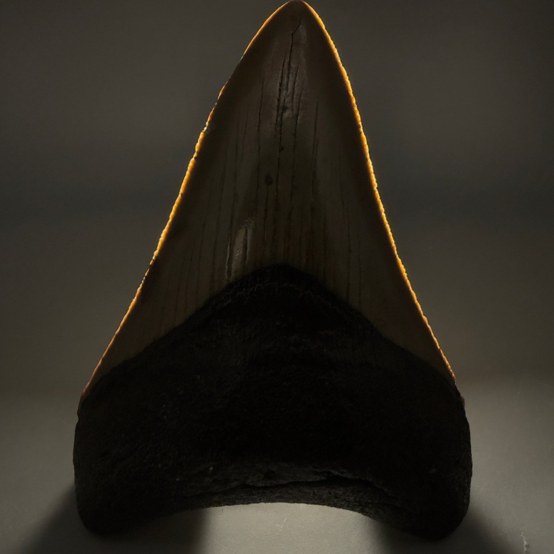 Front View Colorful 3.78" Fossil Megalodon Tooth from North Carolina - megalodonteeth.com CM6510 - 1