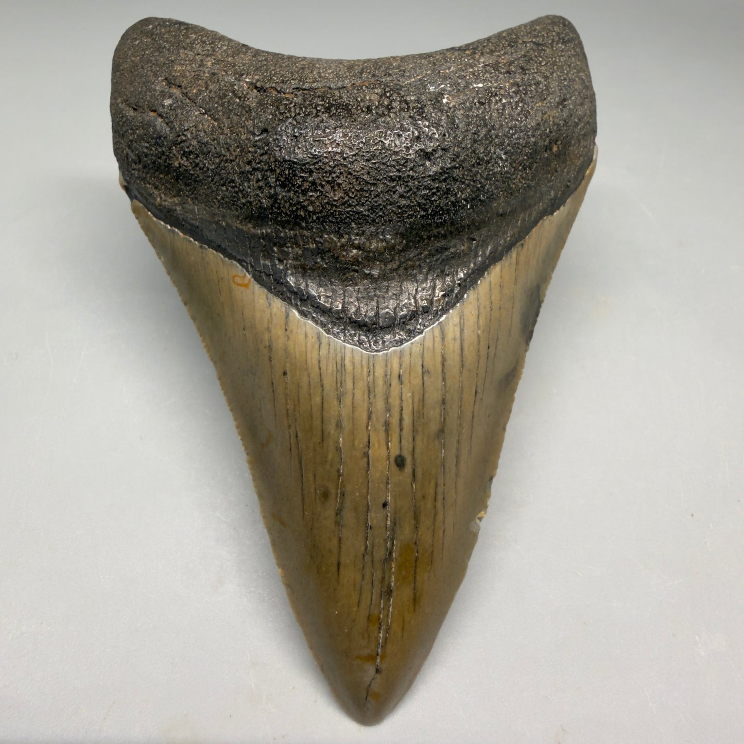 Front View Colorful 3.78" Fossil Megalodon Tooth from North Carolina - megalodonteeth.com CM6510 - 2