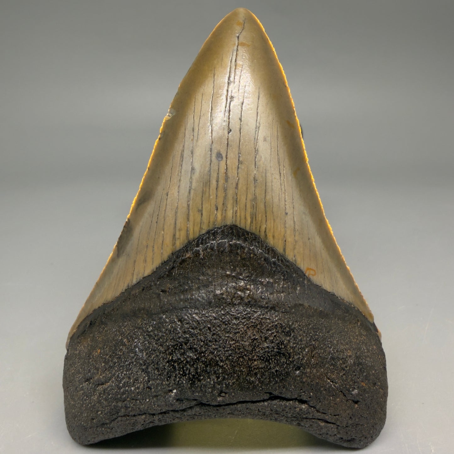 Front View Colorful 3.78" Fossil Megalodon Tooth from North Carolina - megalodonteeth.com CM6510 - 3