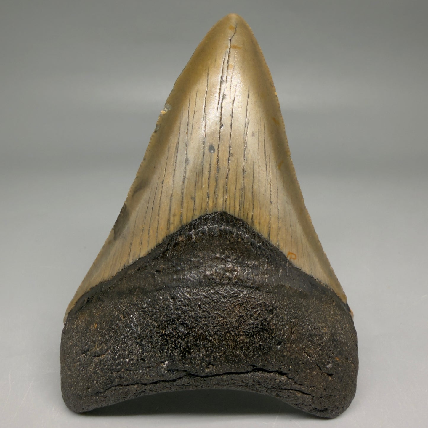 Front View Colorful 3.78" Fossil Megalodon Tooth from North Carolina - megalodonteeth.com CM6510
