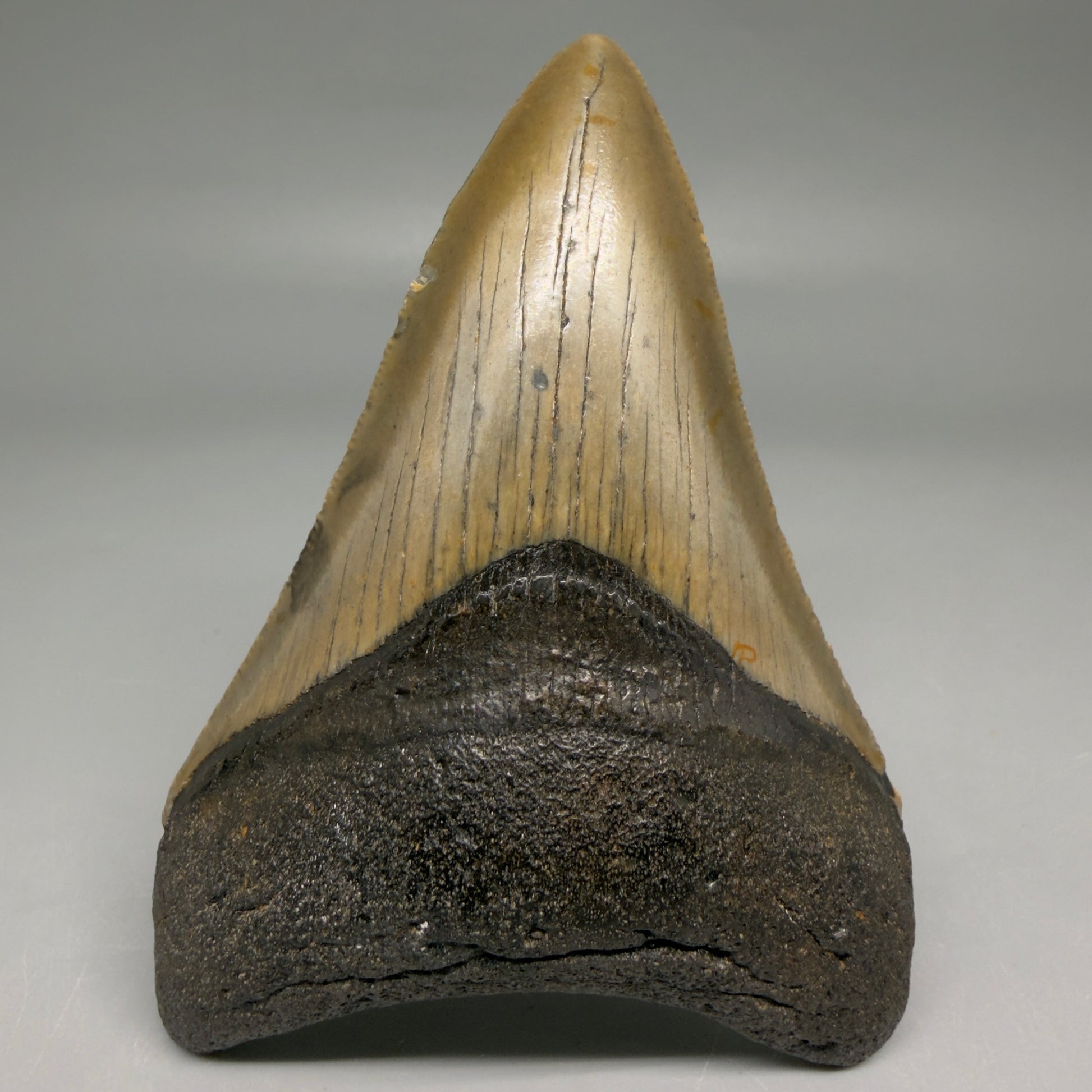 Front View Colorful 3.78" Fossil Megalodon Tooth from North Carolina - megalodonteeth.com CM6510