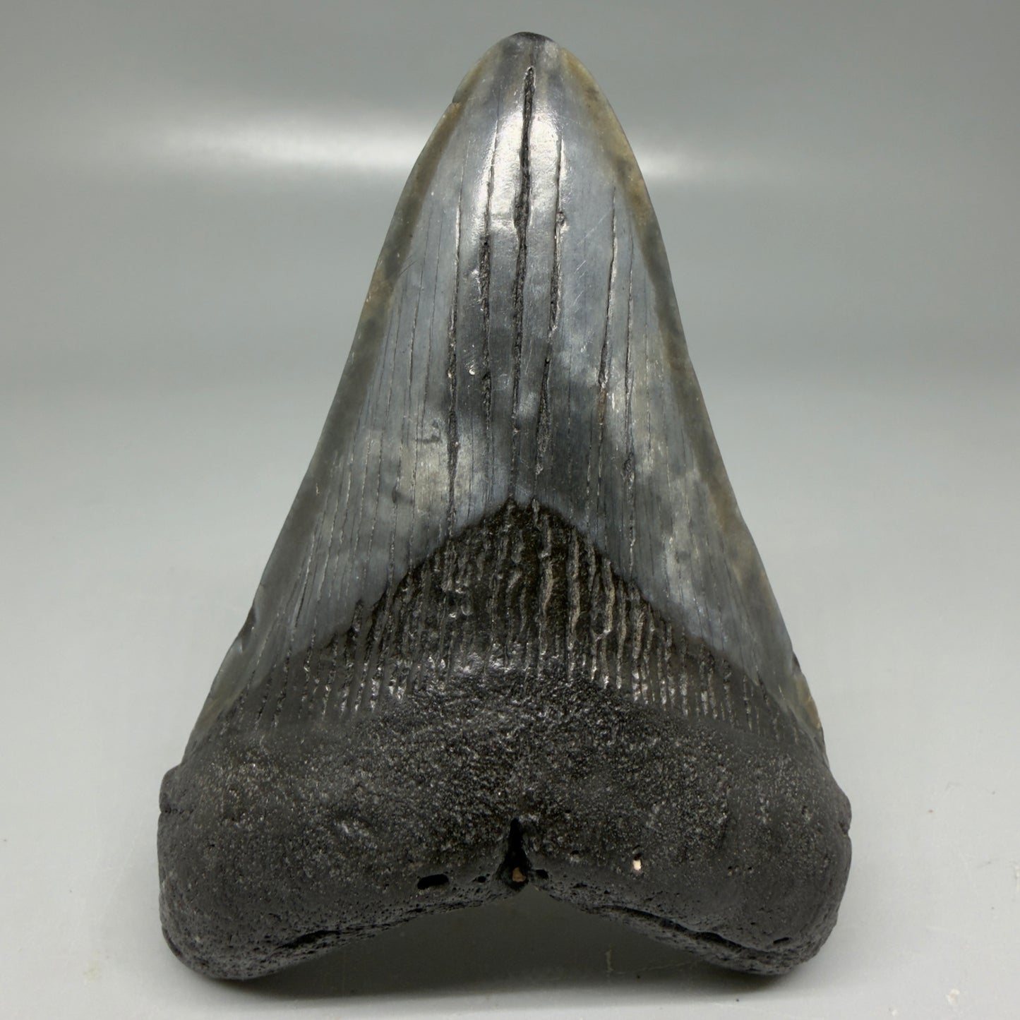 Front View Colorful 3.78" Megalodon Tooth - South Carolina CM6105