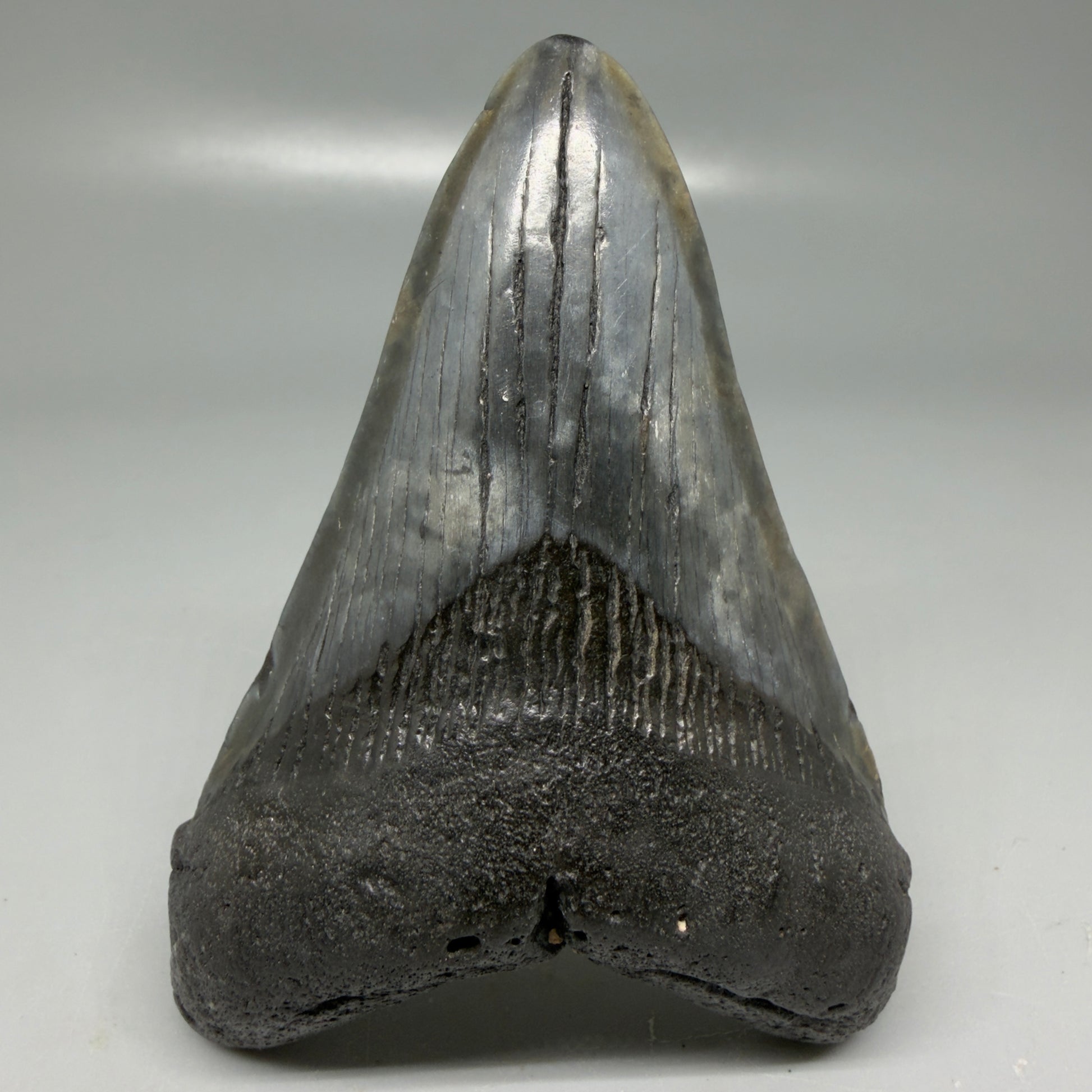Front View Colorful 3.78" Megalodon Tooth - South Carolina CM6105