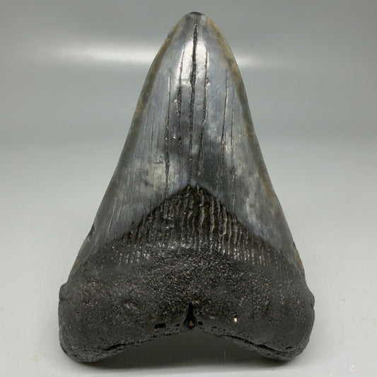 Front View Colorful 3.78" Megalodon Tooth - South Carolina CM6105