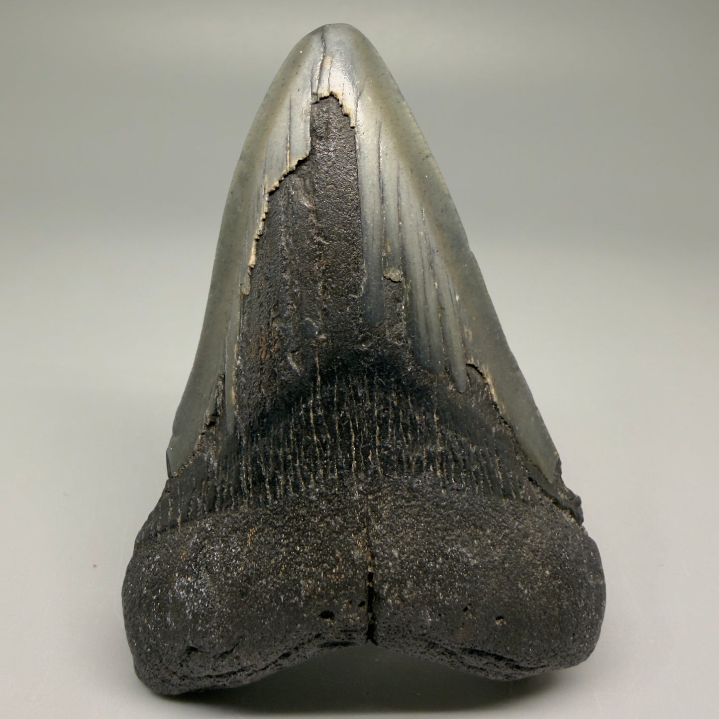 Front View Colorful 3.79" Fossil Megalodon Tooth from North Carolina - megalodonteeth.com CM5509