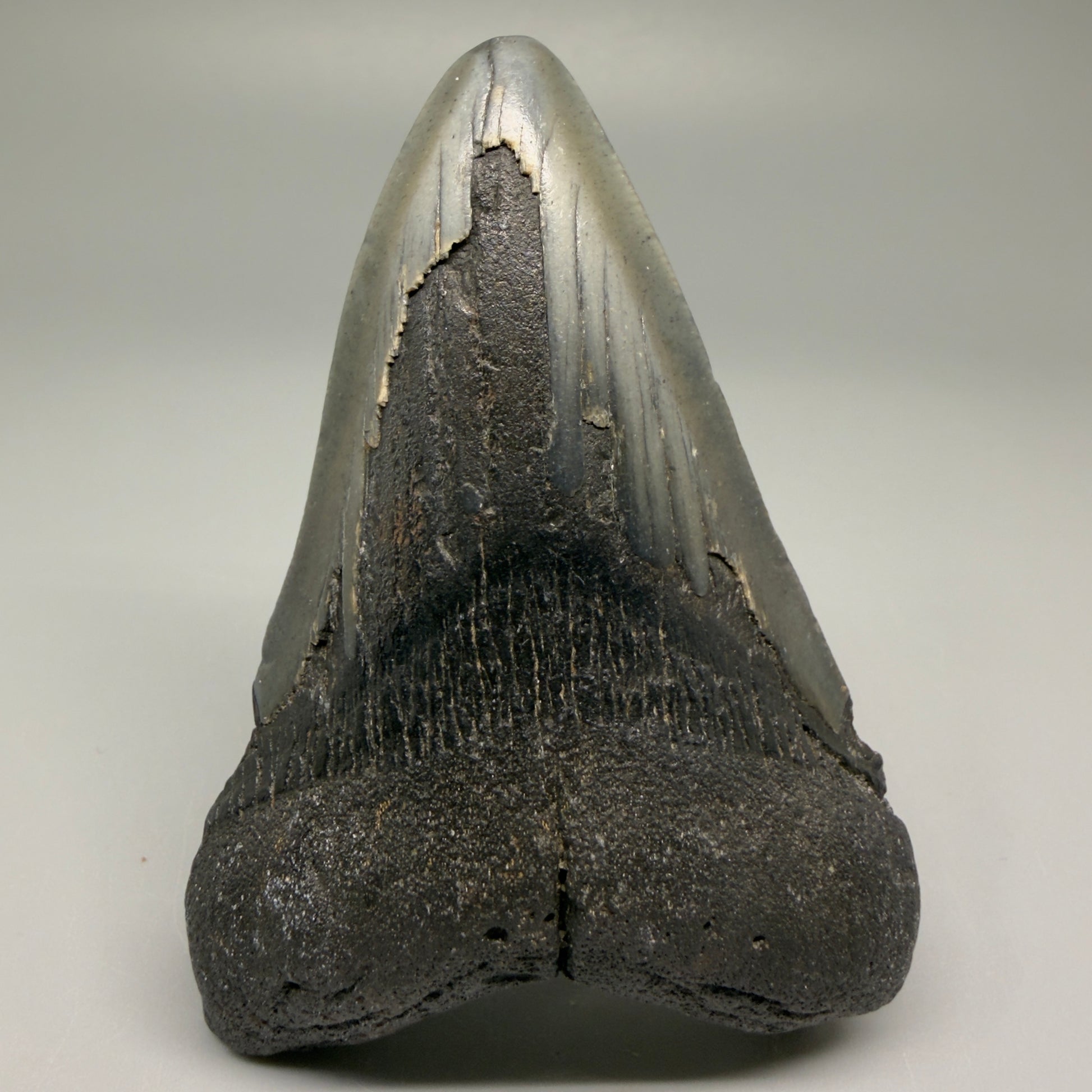 Front View Colorful 3.79" Fossil Megalodon Tooth from North Carolina - megalodonteeth.com CM5509