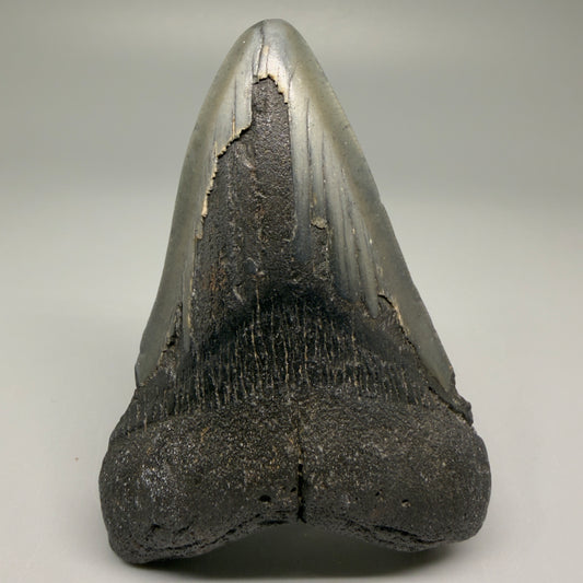 Front View Colorful 3.79" Fossil Megalodon Tooth from North Carolina - megalodonteeth.com CM5509