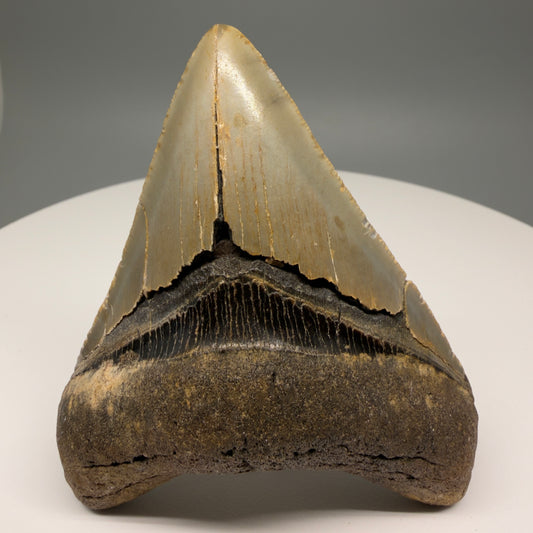 Front View Colorful 3.79" Fossil Megalodon Tooth from North Carolina - megalodonteeth.com CM5879
