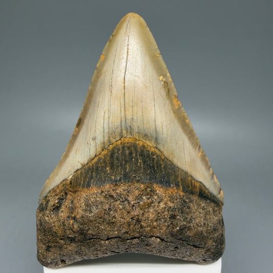 Front View Colorful 3.80" Fossil Megalodon Tooth from North Carolina - megalodonteeth.com CM6075