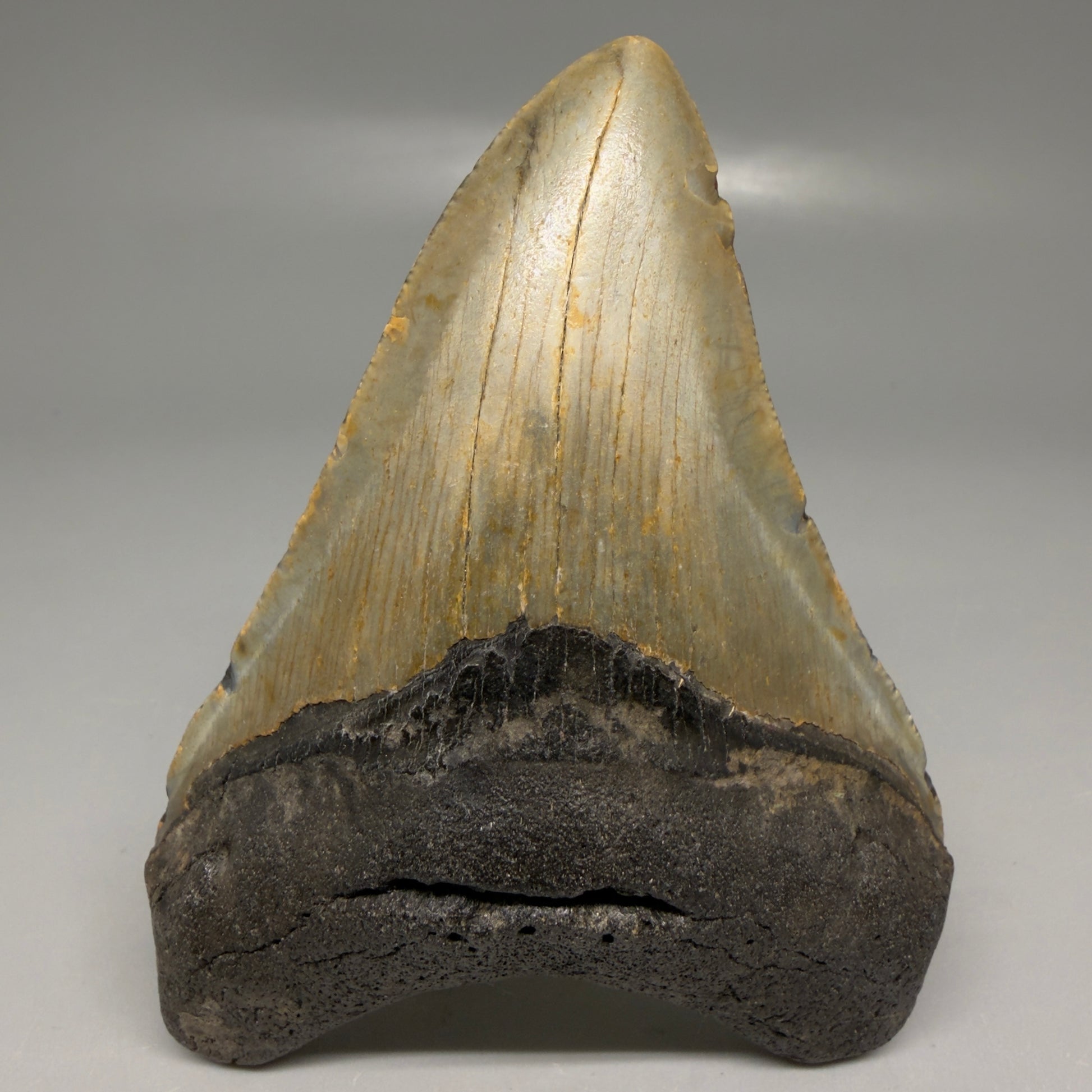 Front View Colorful 3.80" Fossil Megalodon Tooth from North Carolina - megalodonteeth.com CM6196