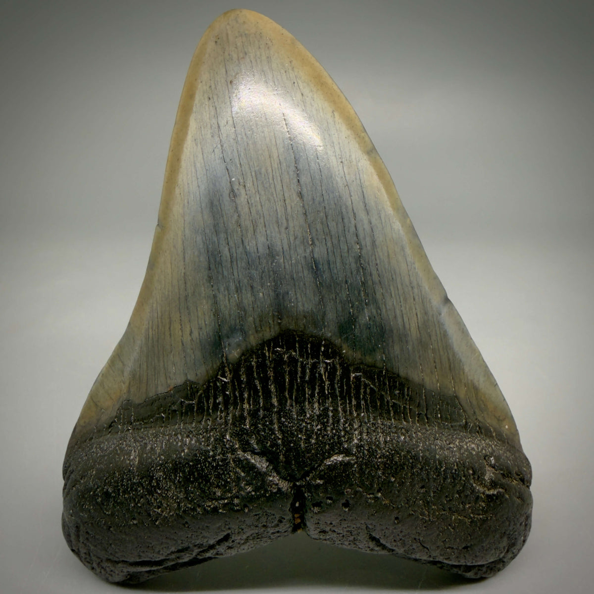 Front View Colorful 3.80" Fossil Megalodon Tooth from South Carolina megalodonteeth.com CM6570