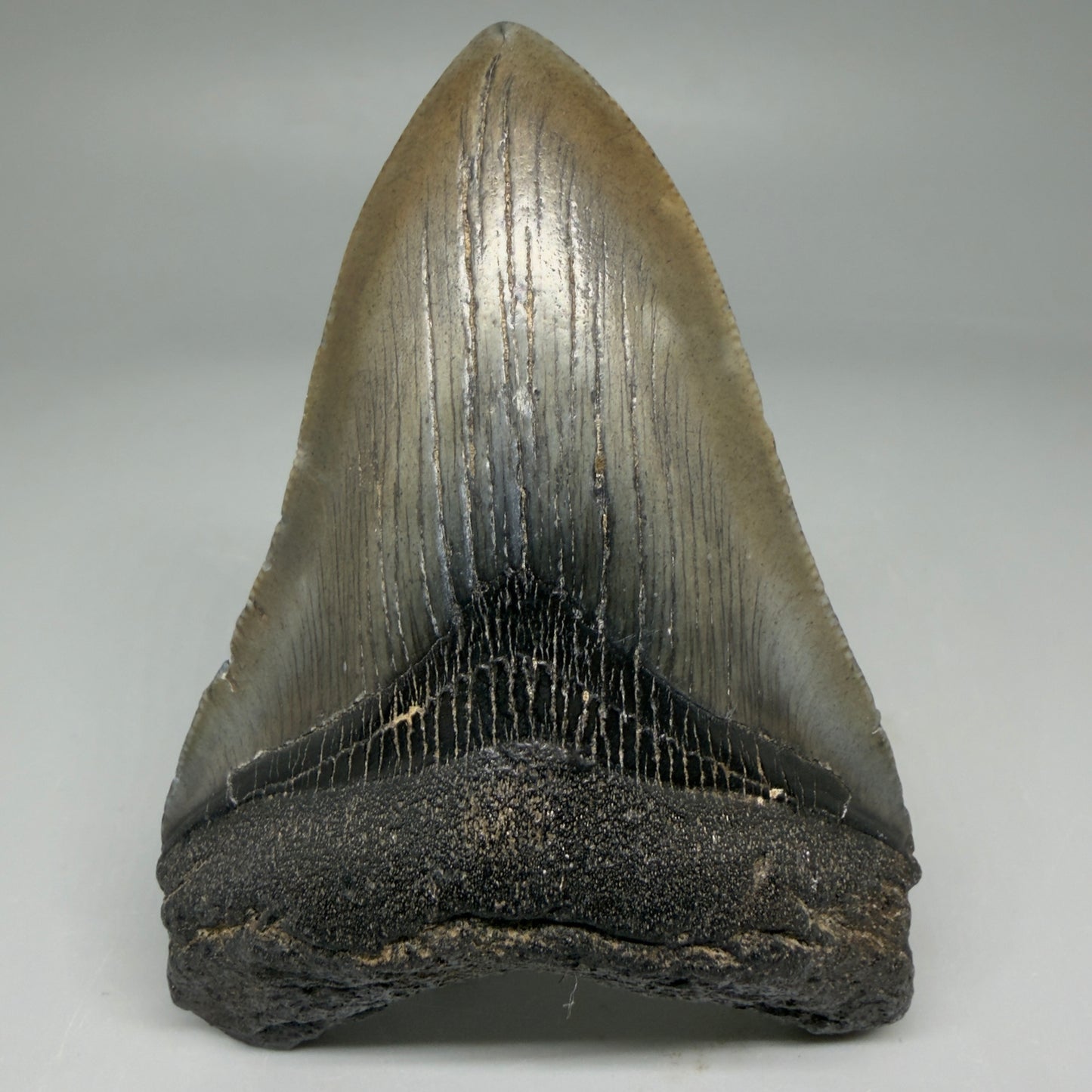 Front View Colorful 3.80" Megalodon Tooth – Colorful Fossil Megalodon Tooth from South Carolina for Sale CM5948