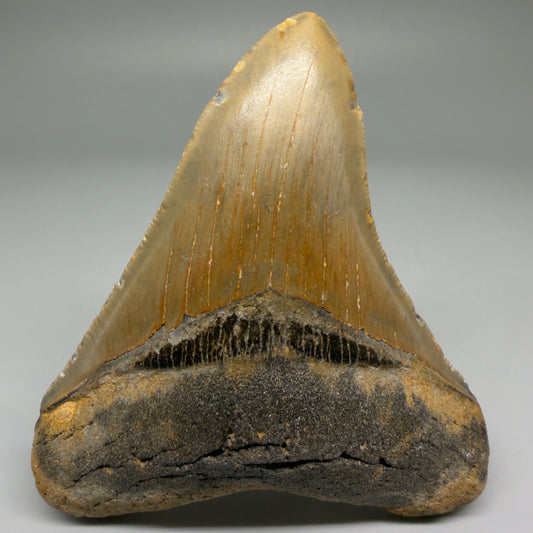 Front View Colorful 3.81" Fossil Megalodon Tooth from North Carolina - megalodonteeth.com CM5672 