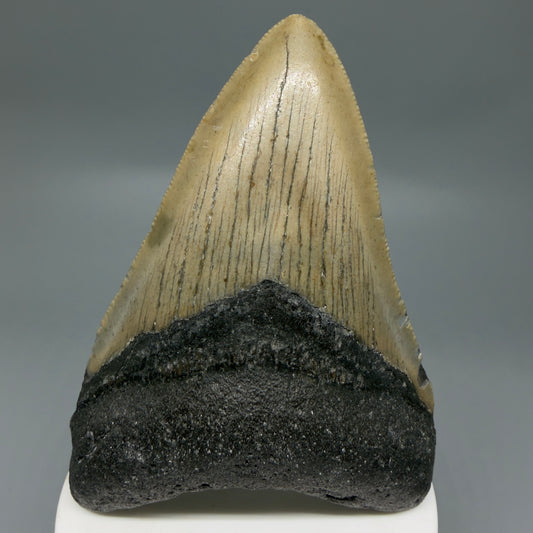 Front View Colorful 3.81" Fossil Megalodon Tooth from North Carolina - megalodonteeth.com CM6306