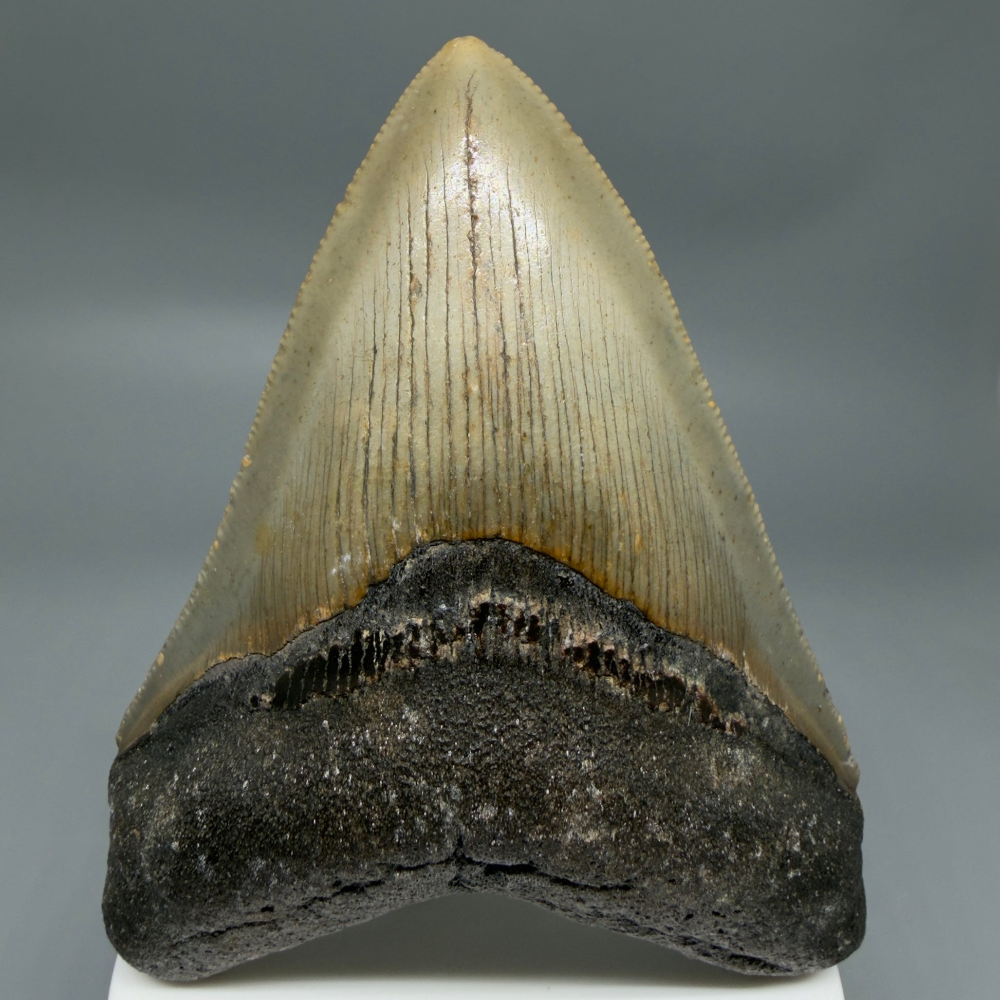 Front View Colorful 3.81" Fossil Megalodon Tooth from North Carolina - megalodonteeth.com CM6365
