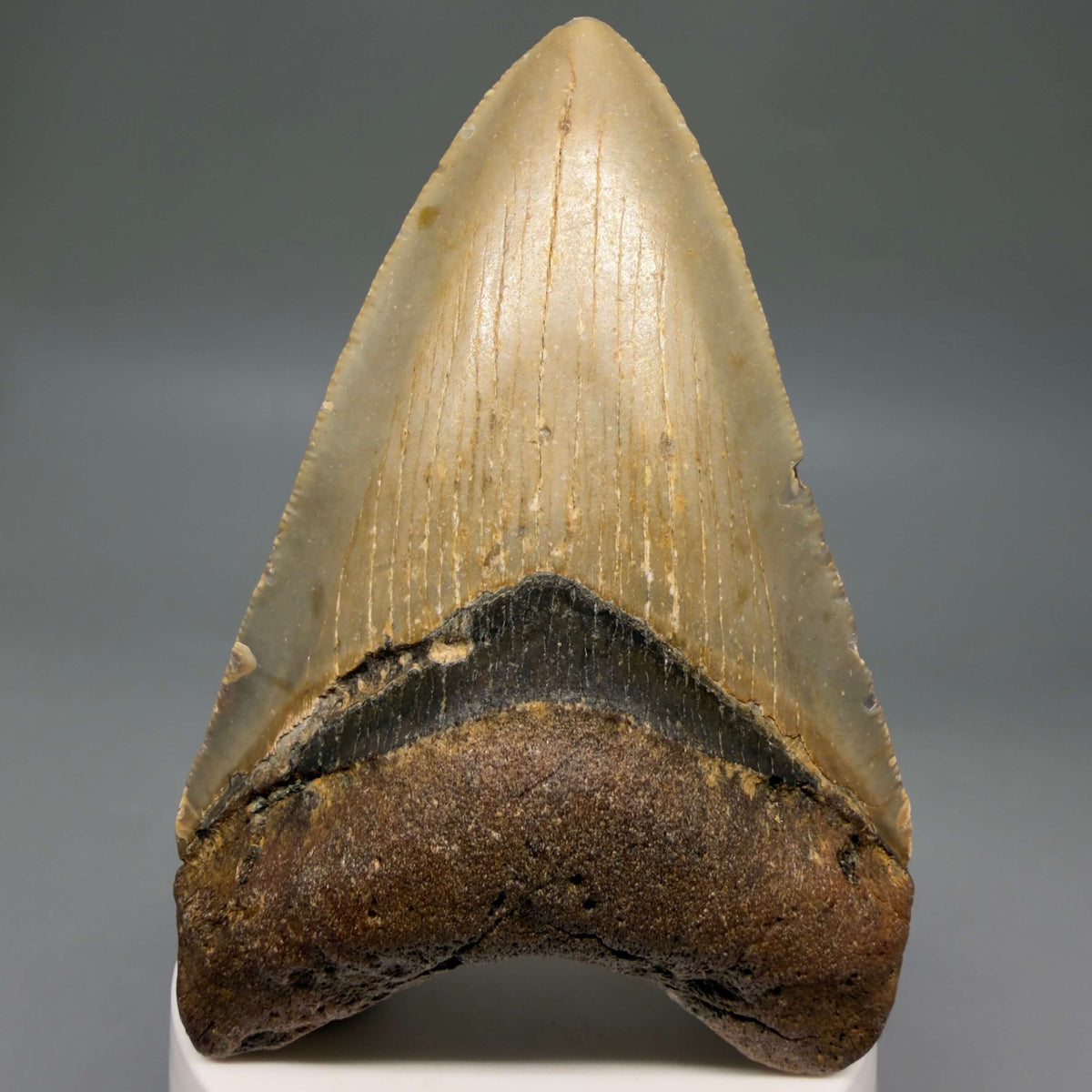 Front View Colorful 3.81" Fossil Megalodon Tooth from North Carolina - megalodonteeth.com CM6805