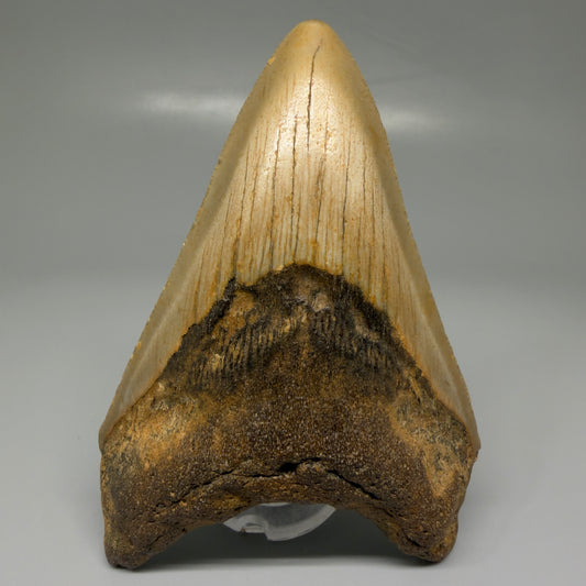Front View Colorful 3.81" Fossil Megalodon Tooth from North Carolina CM5443 