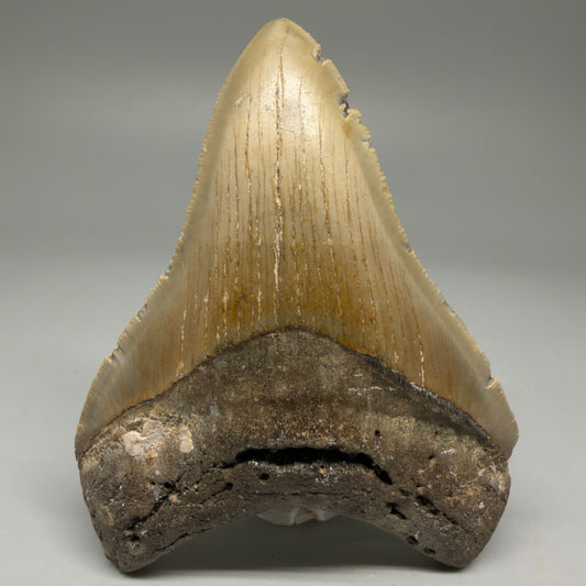 Front View Colorful 3.83" Fossil Megalodon Tooth from North Carolina - megalodonteeth.com CM5734 